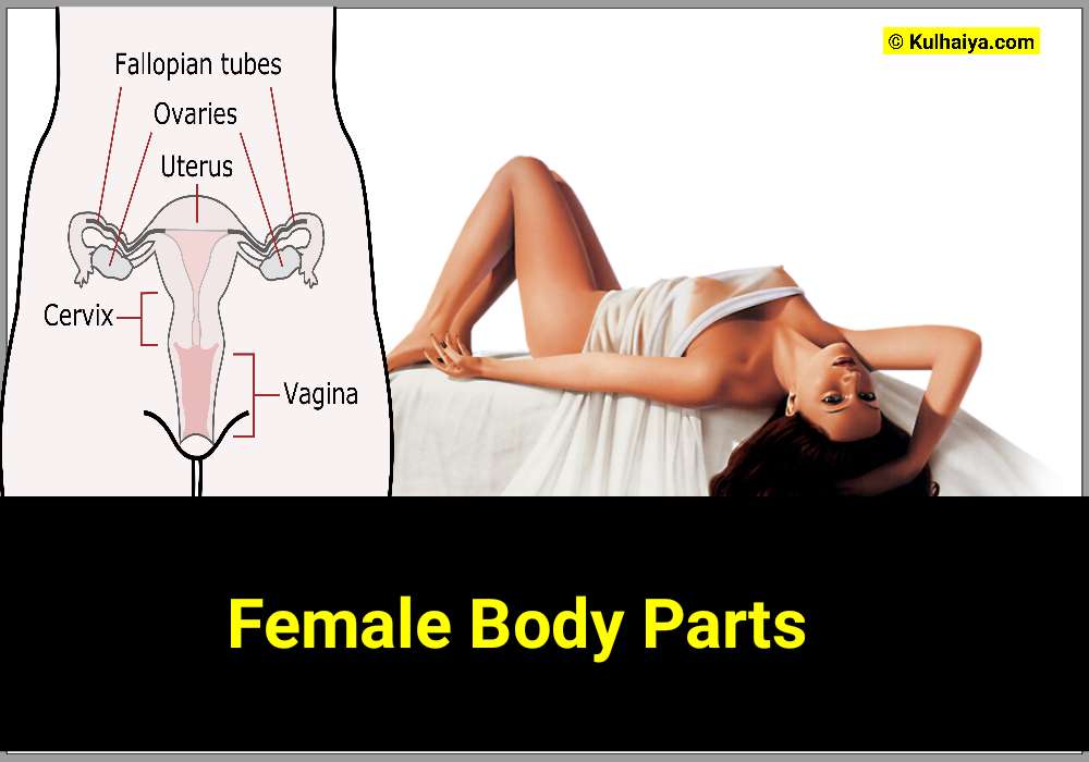 Female Body Parts Name in Hindi With Picture